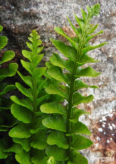 Asplenium marinum