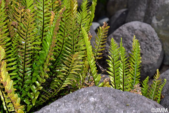 Asplenium marinum