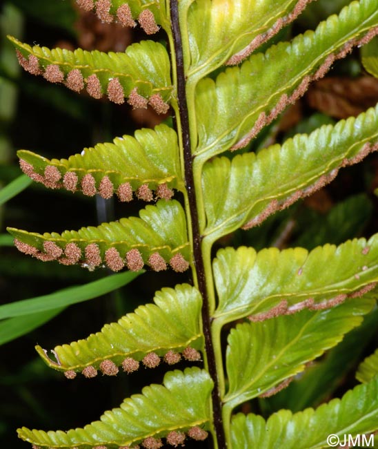 Asplenium marinum