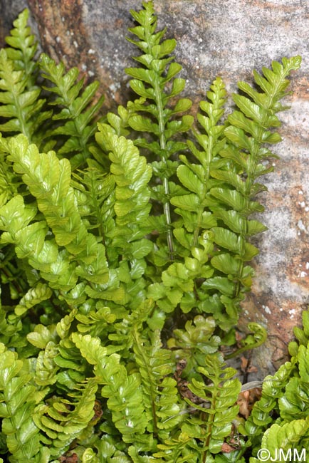 Asplenium marinum