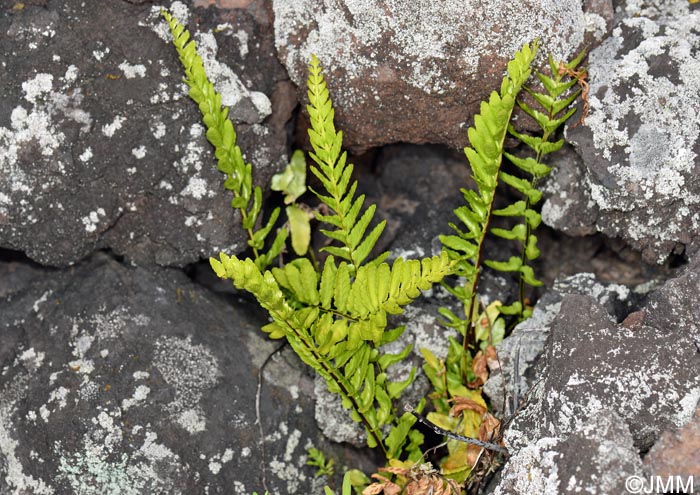 Asplenium marinum