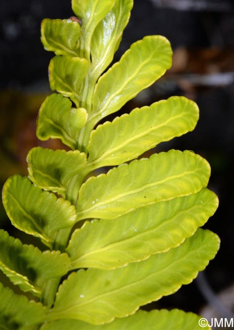 Asplenium marinum