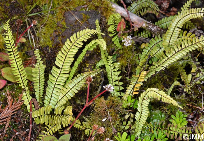 Asplenium monanthes