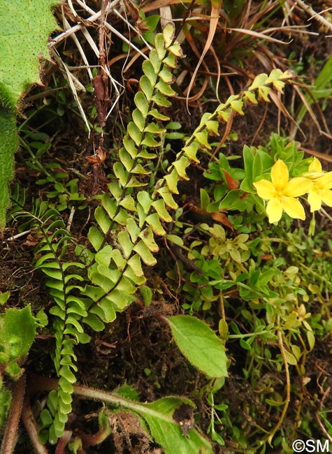 Asplenium monanthes