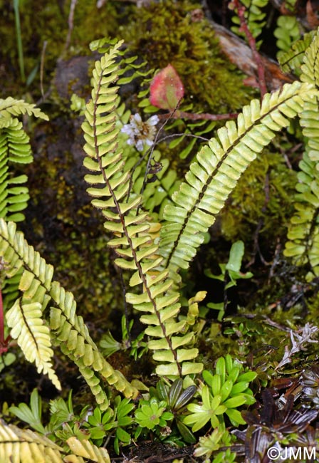 Asplenium monanthes