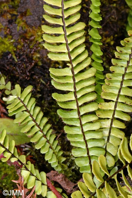 Asplenium monanthes