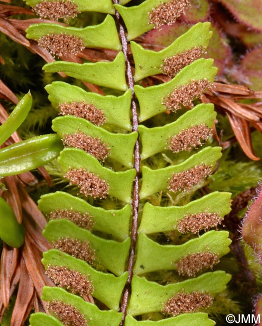 Asplenium monanthes