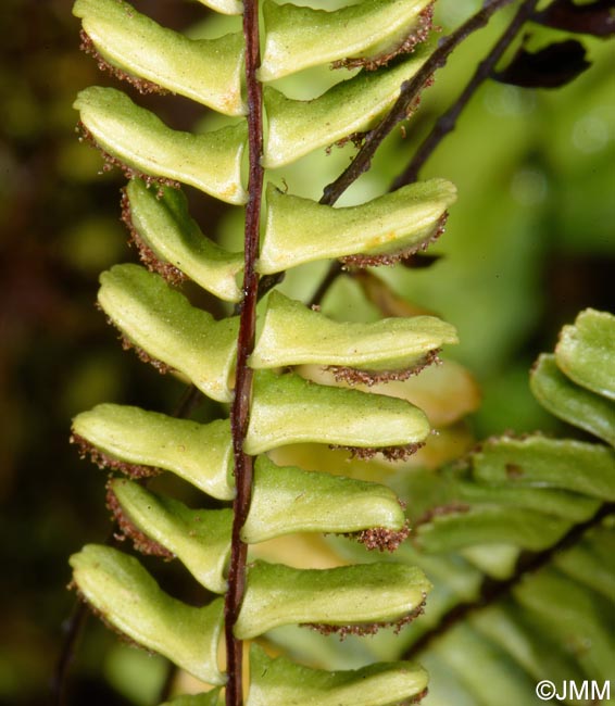 Asplenium monanthes