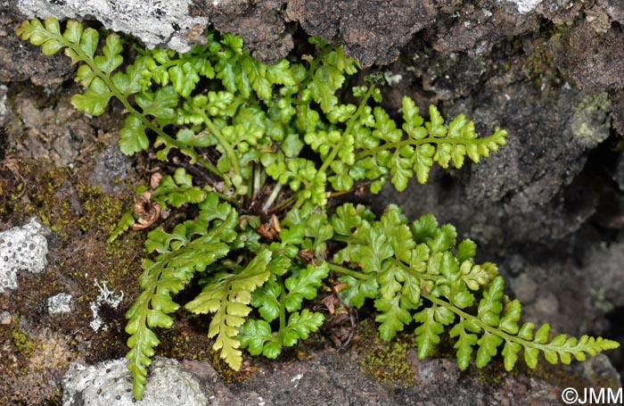 Asplenium obovatum subsp. billotii