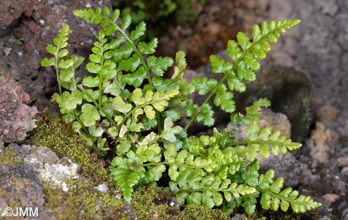 Asplenium obovatum subsp. billotii