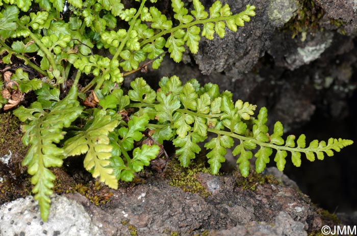 Asplenium obovatum subsp. billotii