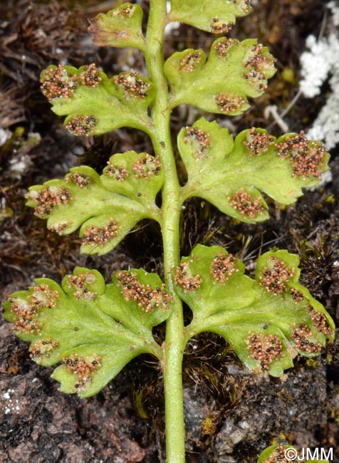 Asplenium obovatum subsp. billotii
