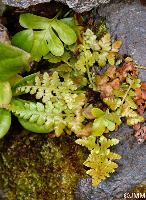 Asplenium obovatum subsp. billotii