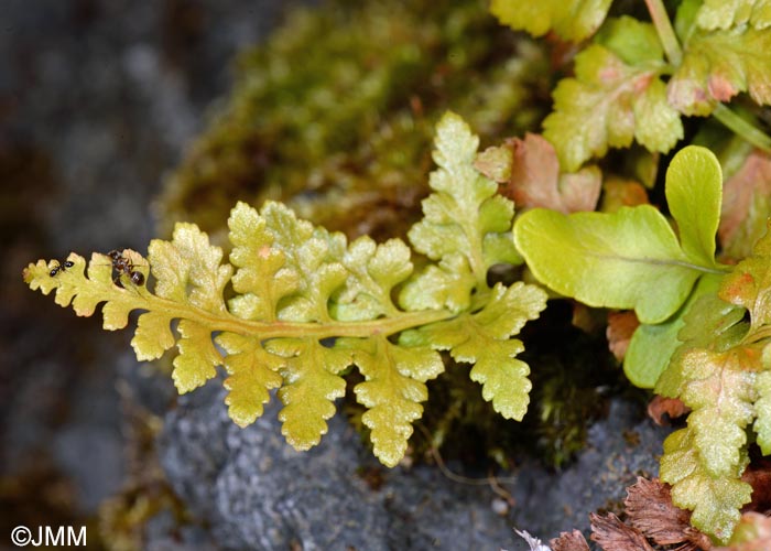 Asplenium obovatum subsp. billotii