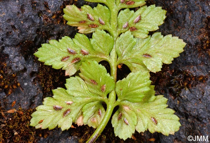 Asplenium obovatum subsp. billotii