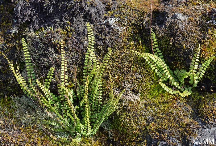 Asplenium trichomanes subsp. quadrivalens