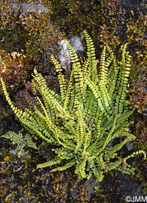 Asplenium trichomanes subsp. quadrivalens