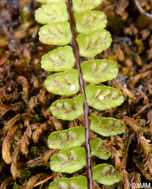 Asplenium trichomanes subsp. quadrivalens