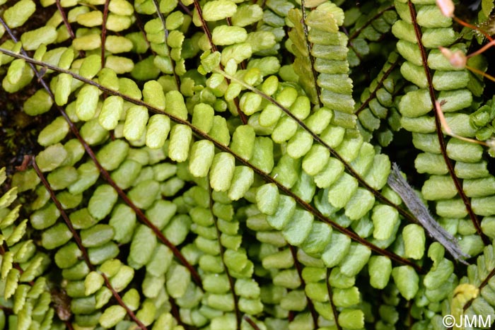 Asplenium trichomanes subsp. quadrivalens