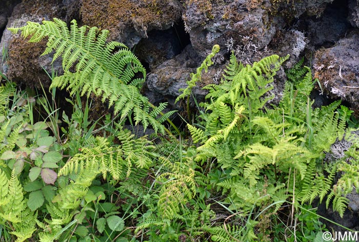 Athyrium filix-femina