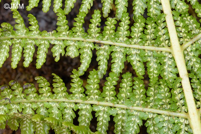 Athyrium filix-femina