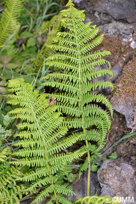 Athyrium filix-femina