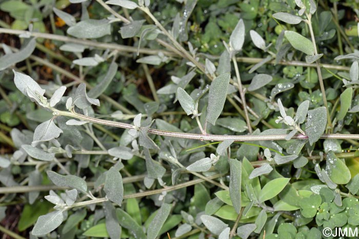 Atriplex prostrata