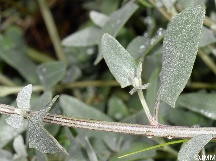 Atriplex prostrata