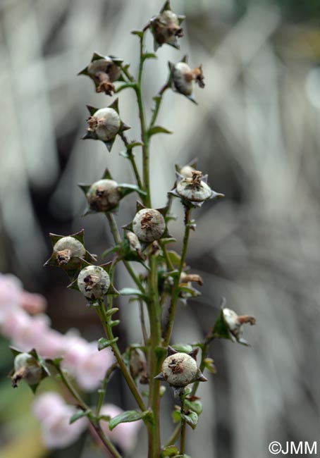 Azorina vidalii