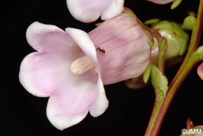 Azorina vidalii