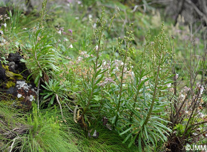 Azorina vidalii