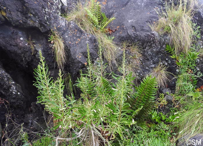 Azorina vidalii & Cyrtomium falcatum