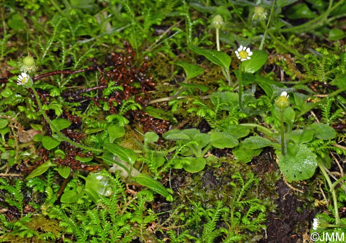 Bellis azorica