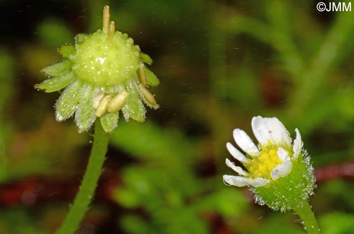 Bellis azorica