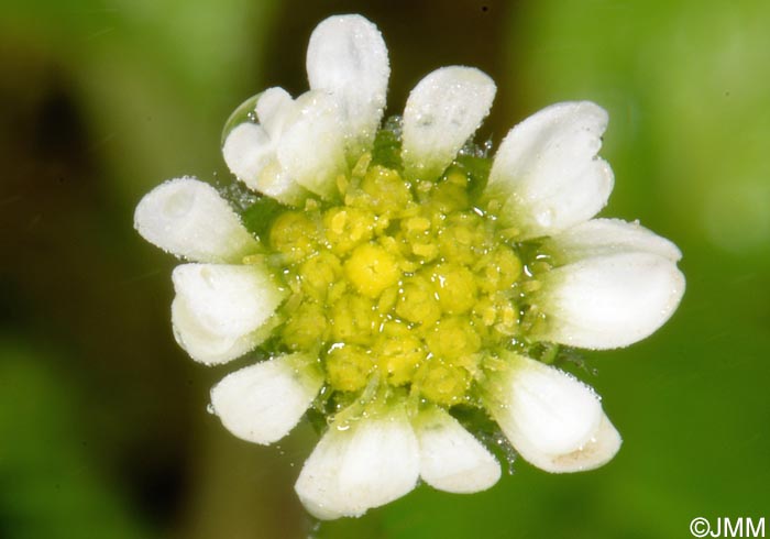 Bellis azorica