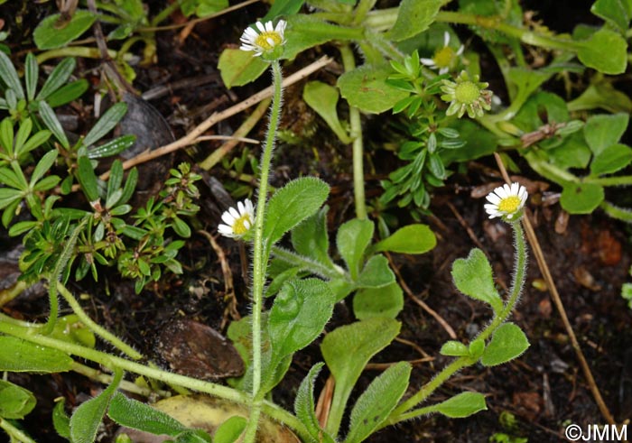 Bellis azorica