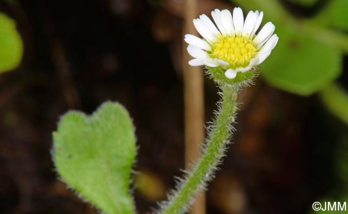 Bellis azorica