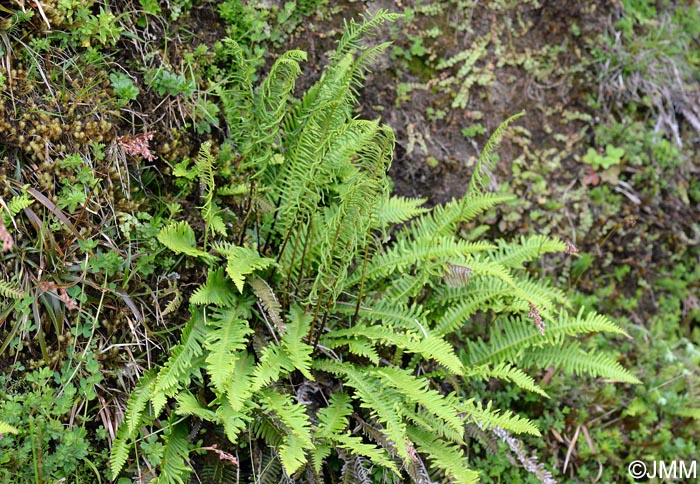 Blechnum spicant