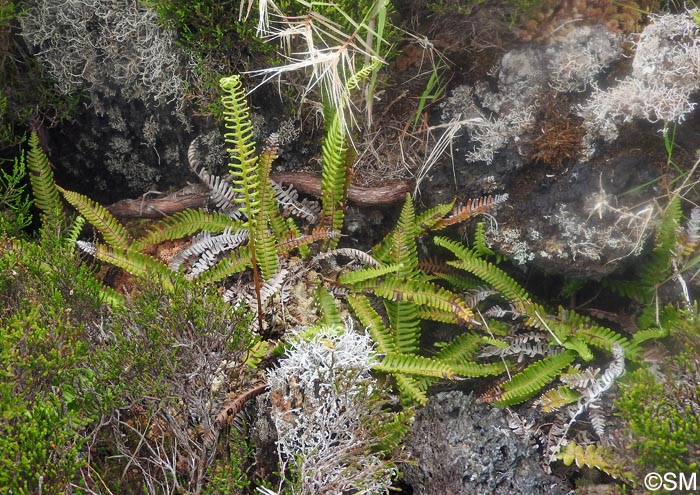 Blechnum spicant