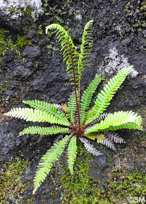 Blechnum spicant