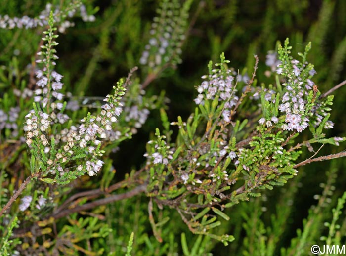 Calluna vulgaris