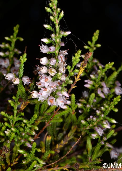 Calluna vulgaris