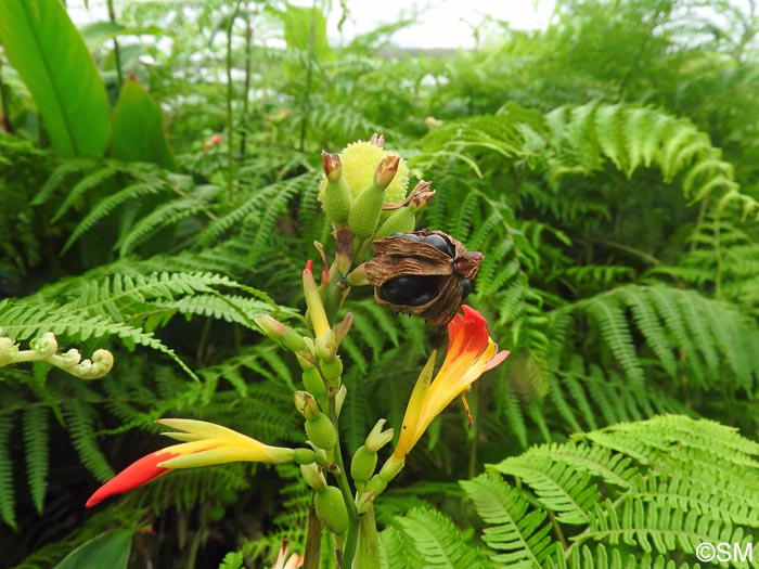 Canna indica