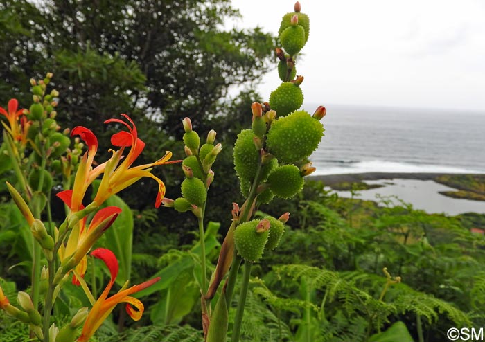 Canna indica