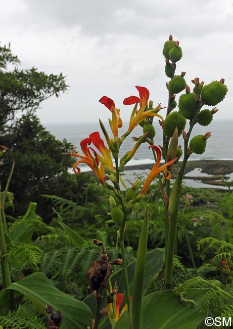 Canna indica