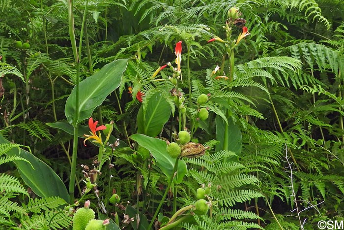 Canna indica