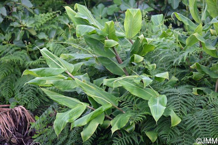 Canna indica