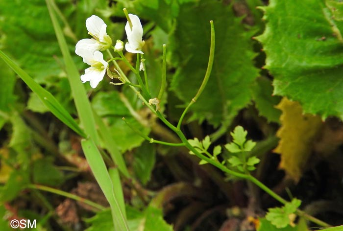 Cardamine caldeirarum