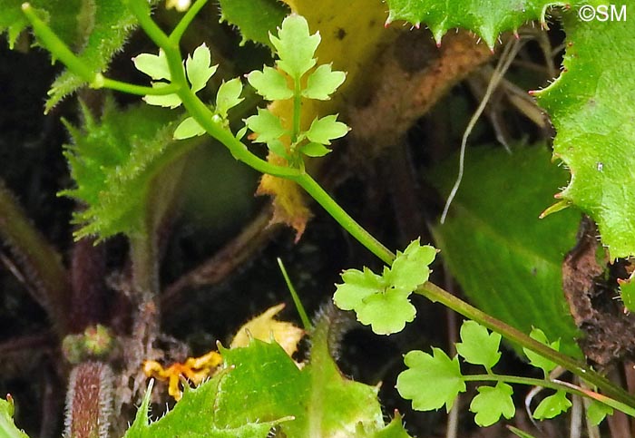 Cardamine caldeirarum