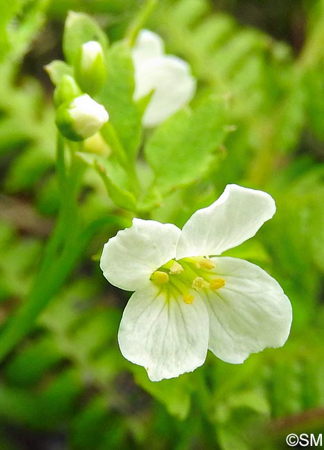 Cardamine caldeirarum